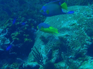  coral reefs 